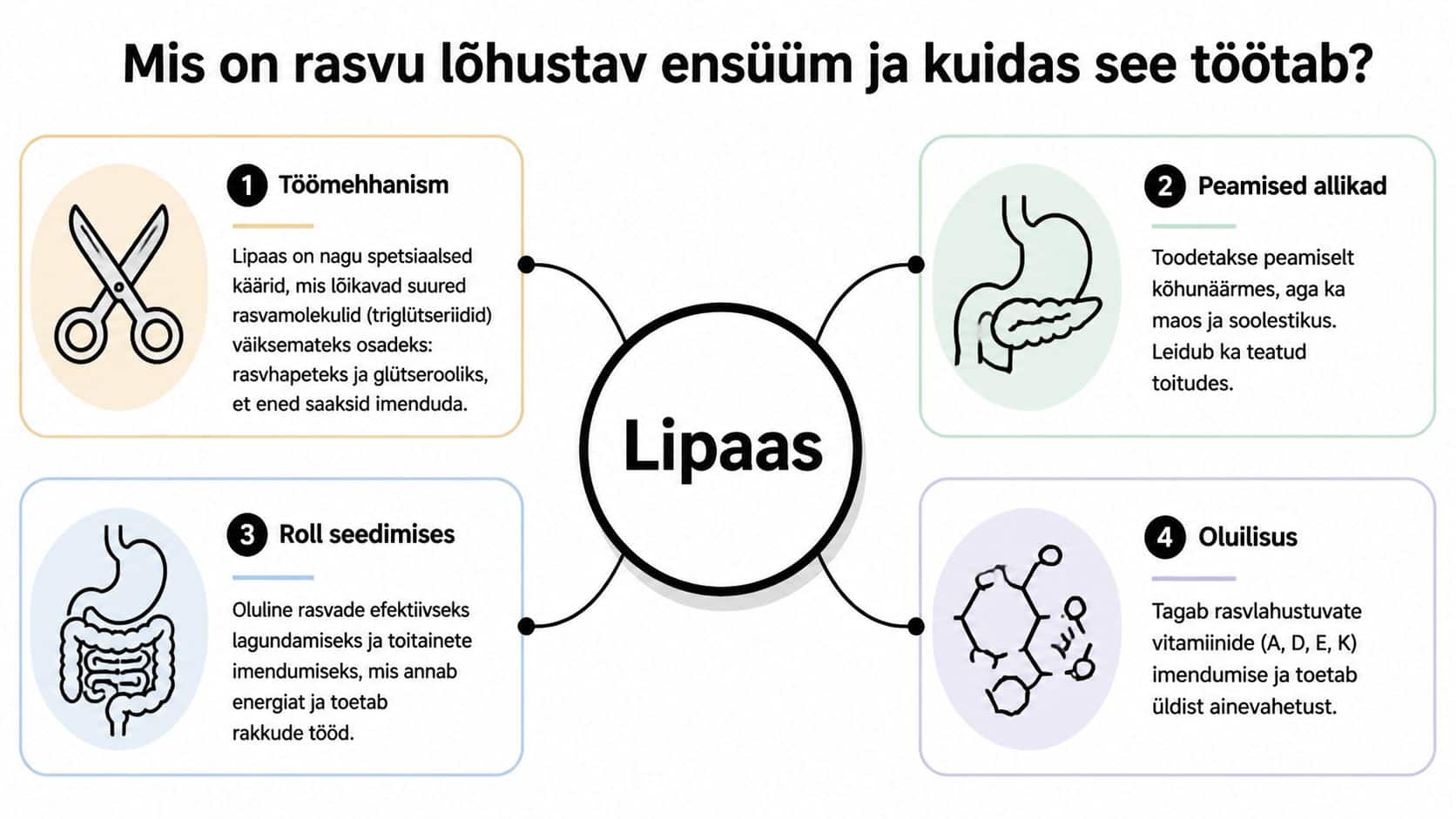 Infograafik selgitab, et lipaas on rasvu lõhustav ensüüm, mis aitab seedimisel ning vitamiinide imendumisel.