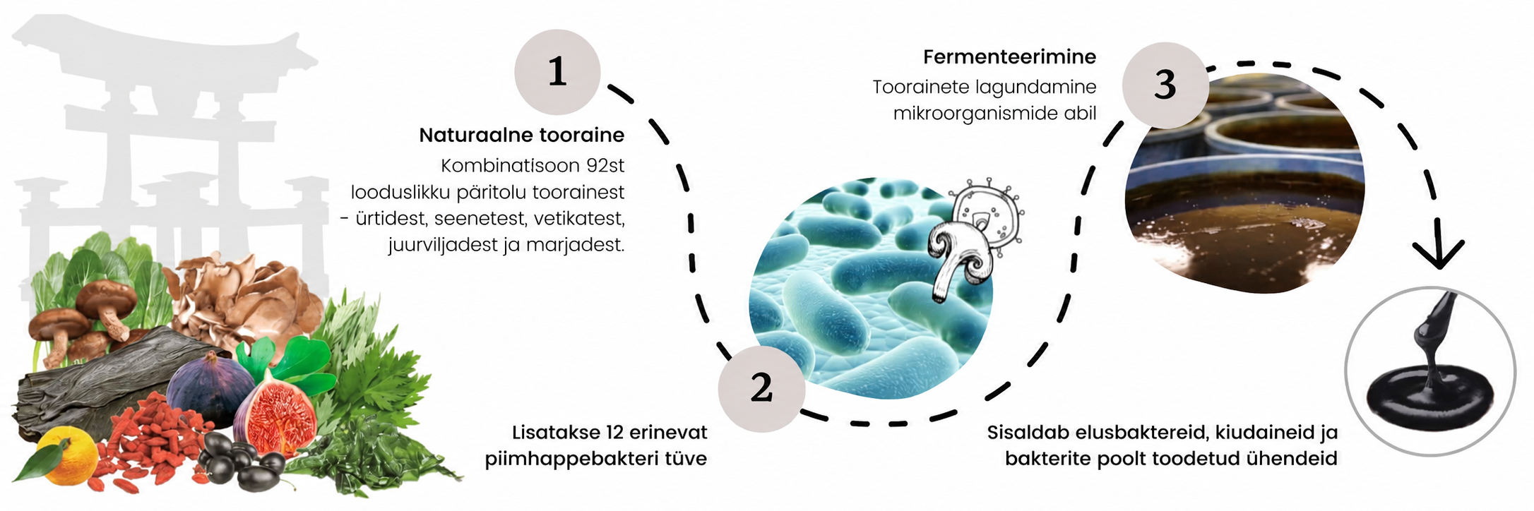Fermenteerimissegus