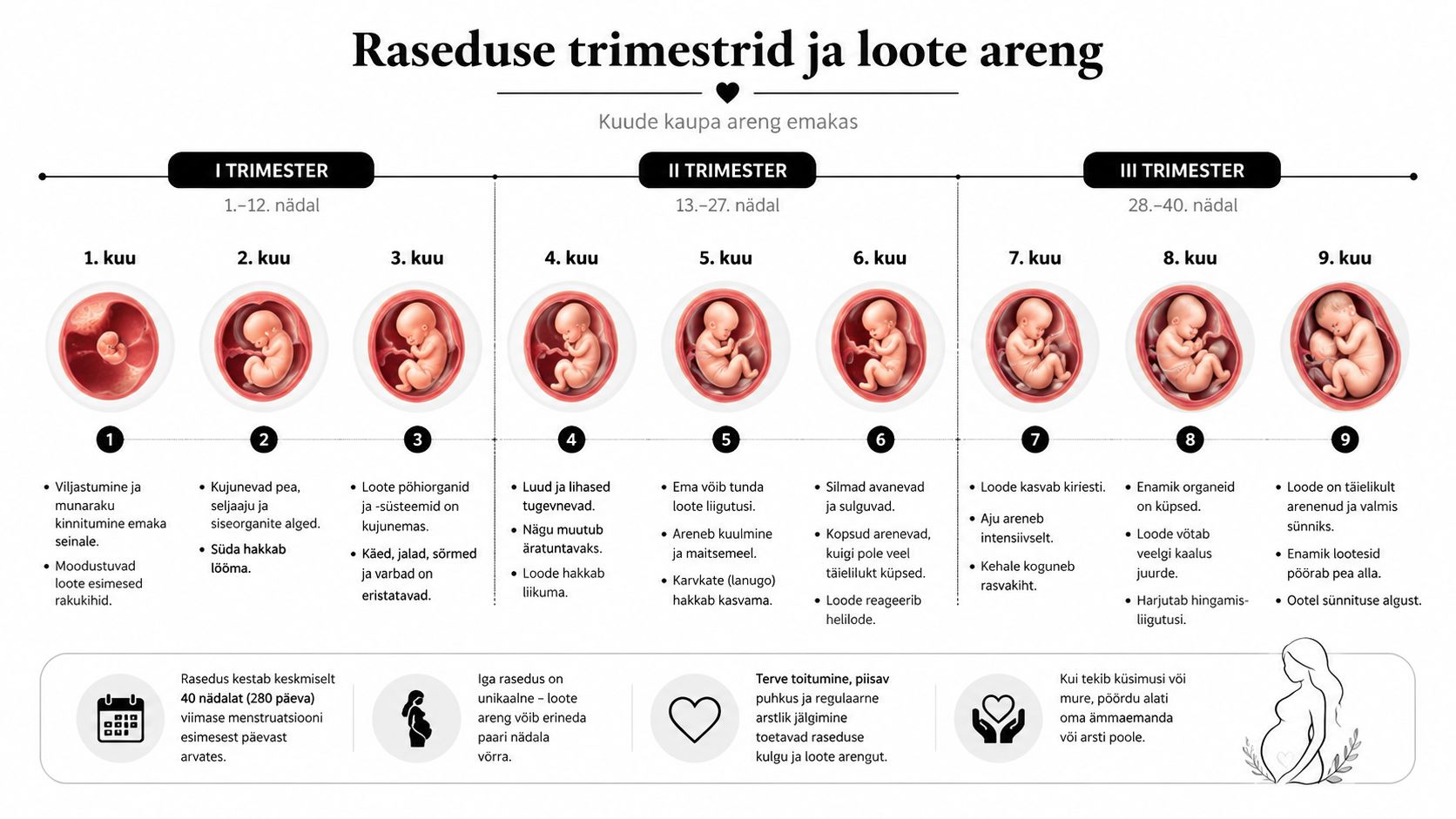 Infograafik, mis illustreerib loote arengut raseduse kuude ja trimestrite kaupa kuni neljakümnenda nädalani.
