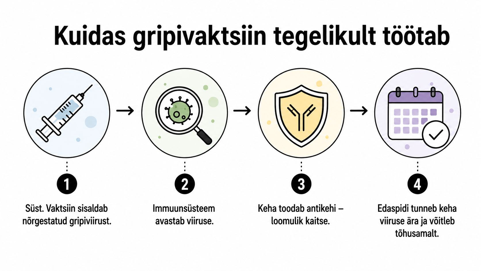 Infograafik selgitab lihtsas keeles, kuidas gripivaktsiin kehas toimib ja aitab viiruse vastu immuunsust luua.