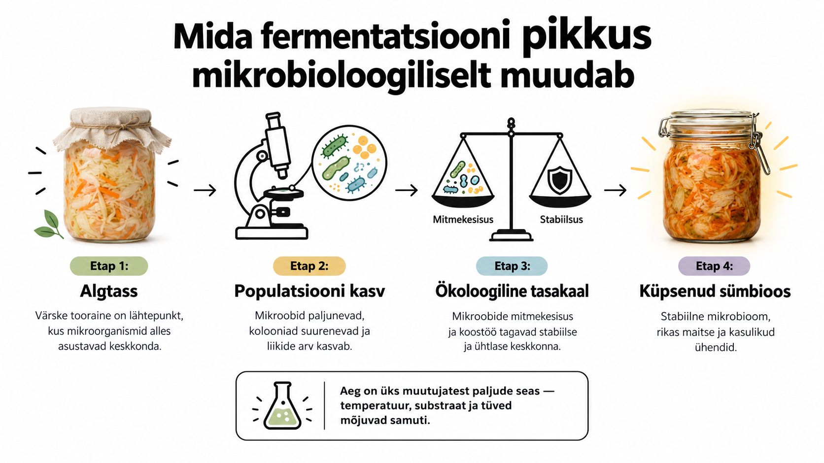Infograafik selgitab fermenteerimise nelja etappi alates toorainest kuni küpse ja stabiilse probiootilise tooteni.