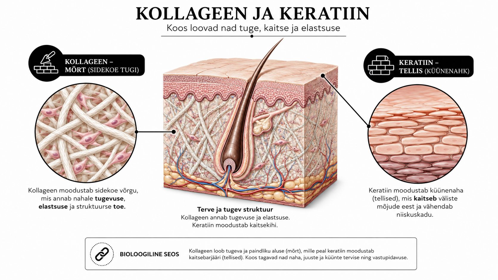 Illustratiivne skeem selgitab kollageeni ja keratiini olulist rolli naha, juuste ning küünte tervise ja struktuuri toetamisel.