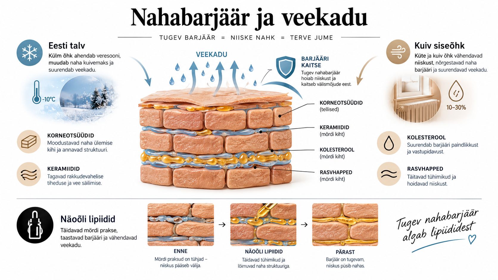 Infograafik selgitab nahabarjääri toimimist, niiskuskadu ja näoõlide olulisust terve ning niisutatud naha säilitamisel.