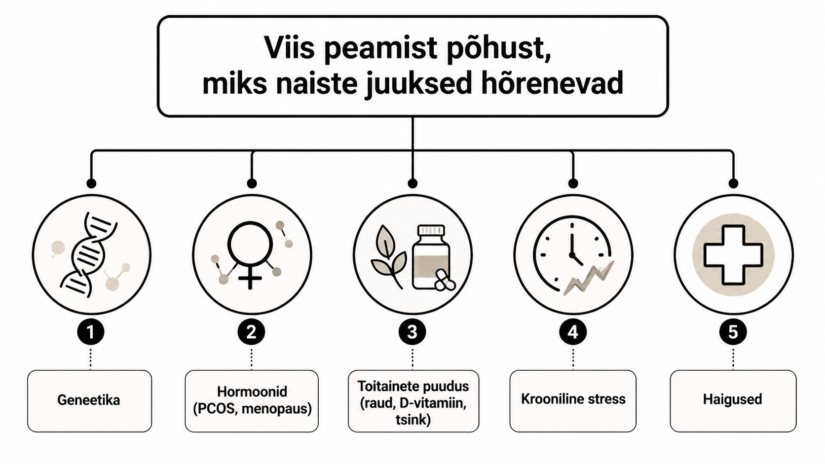 Infograafik loetleb viis peamist põhjust, miks naiste juuksed hõrenevad, sealhulgas geneetika, hormoonid, toitainete puudus, stress ja haigused.