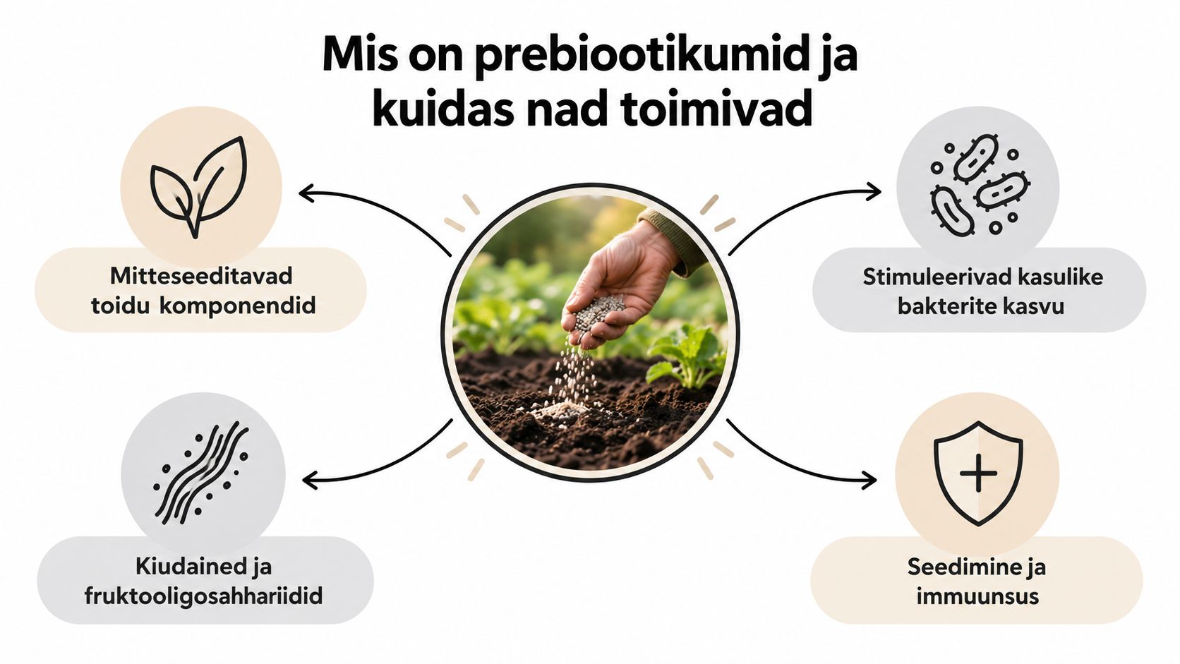 Infograafik, mis selgitab prebiootikumide olemust, nende toimimist kasulike bakterite stimuleerimisel ning mõju seedimisele ja immuunsusele.